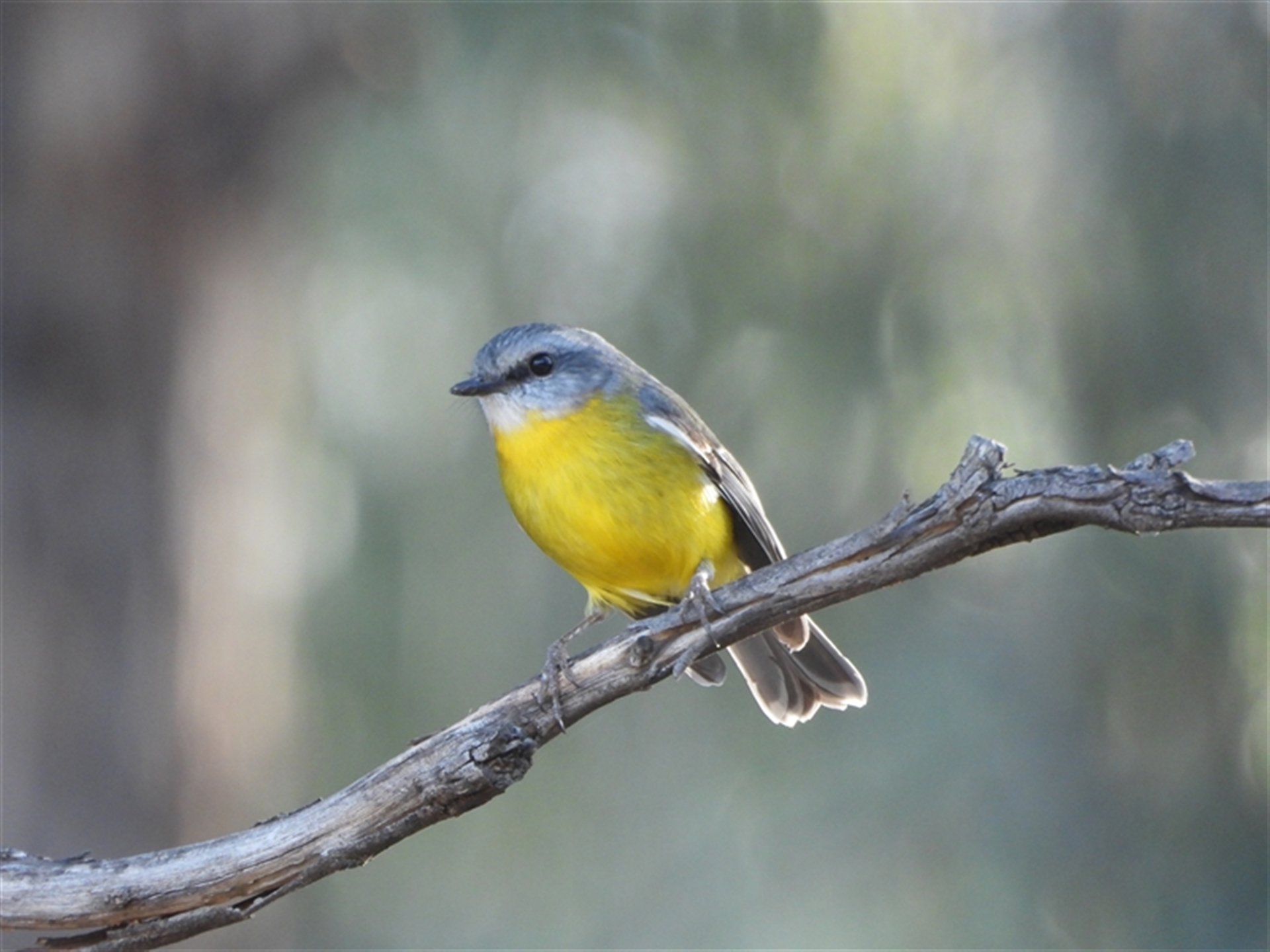 Eopsaltria australis at Kambah, ACT - 4 May 2025 02:40 PM