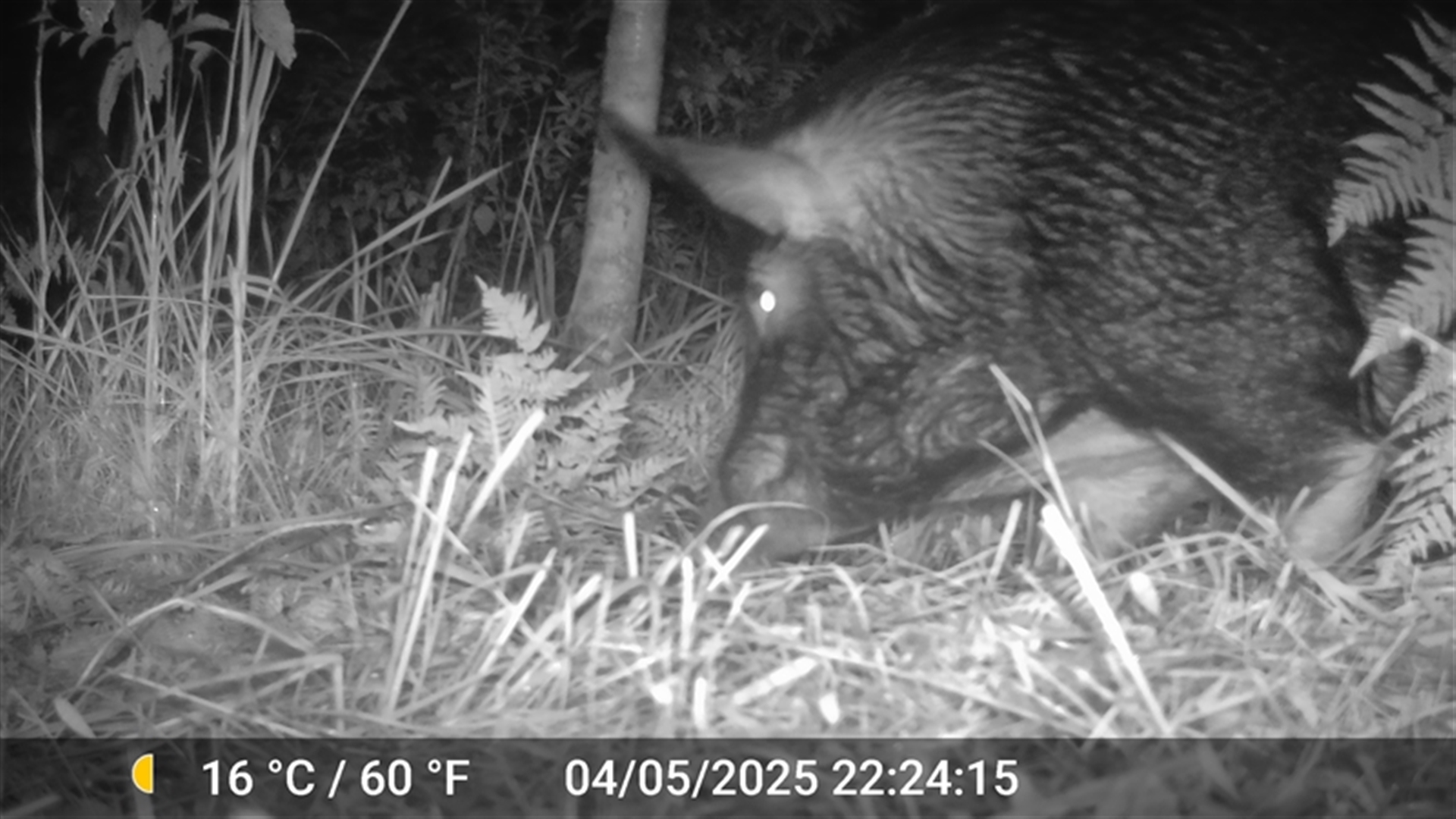 Sus scrofa at Caparra, NSW - 4 May 2025 10:24 PM