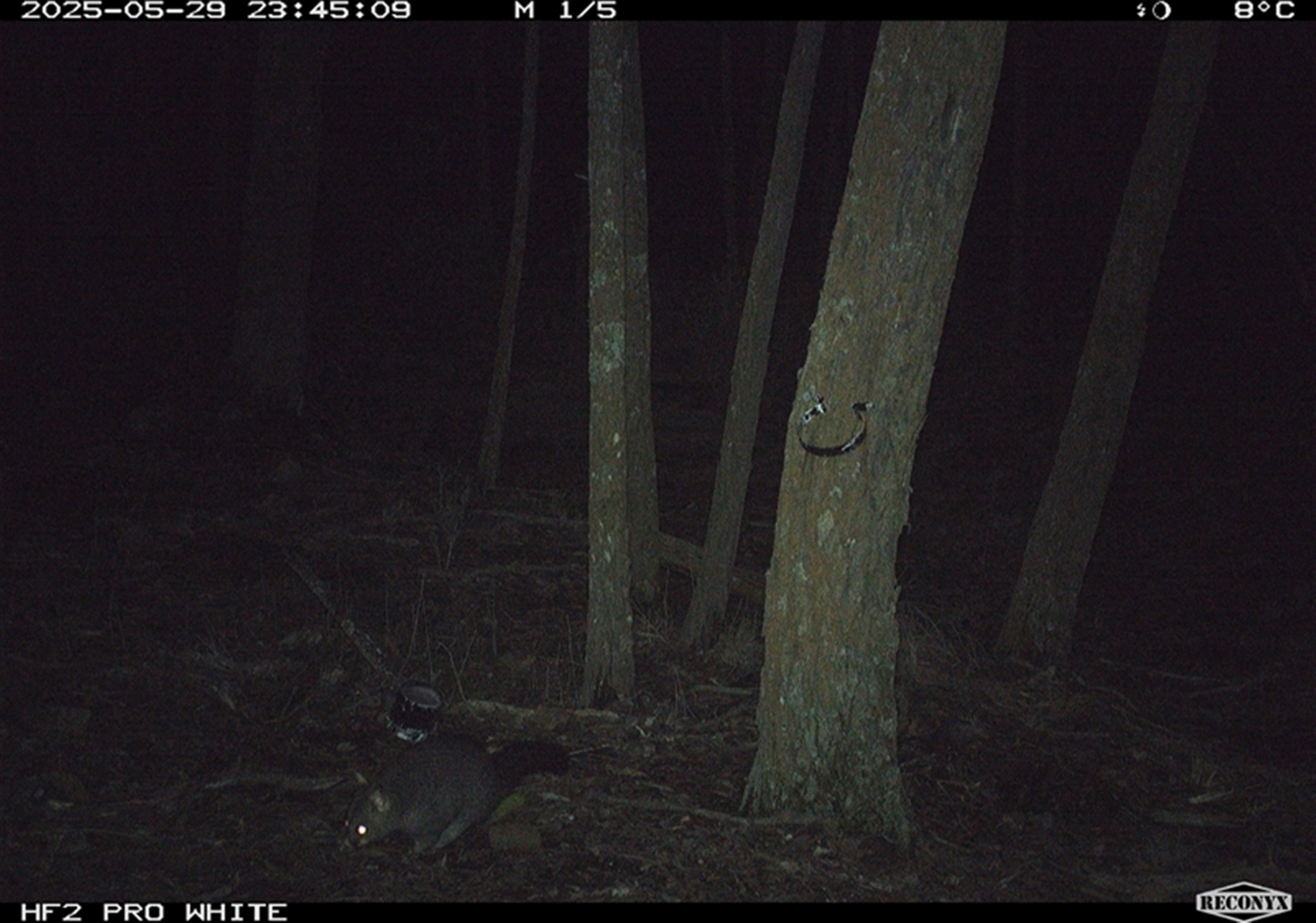 Trichosurus vulpecula at Crowther, NSW - 29 May 2025 11:45 PM