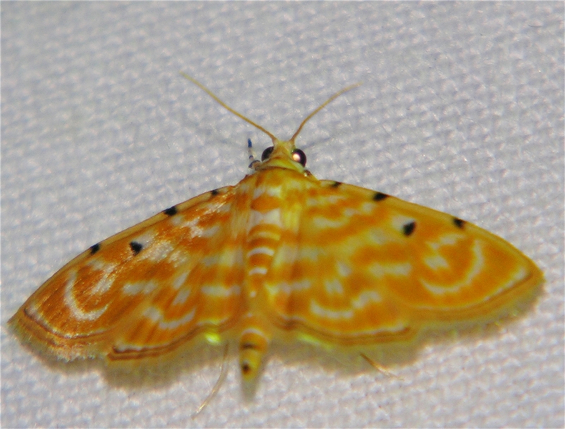 Notarcha aurolinealis at Good Night, QLD - suppressed