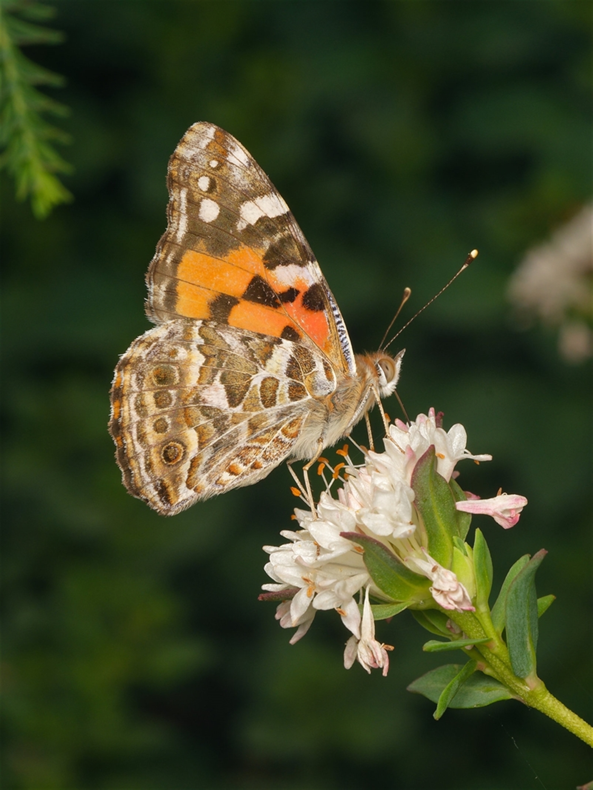 Vanessa kershawi at Downer, ACT - 1 Nov 2025 11:14 AM