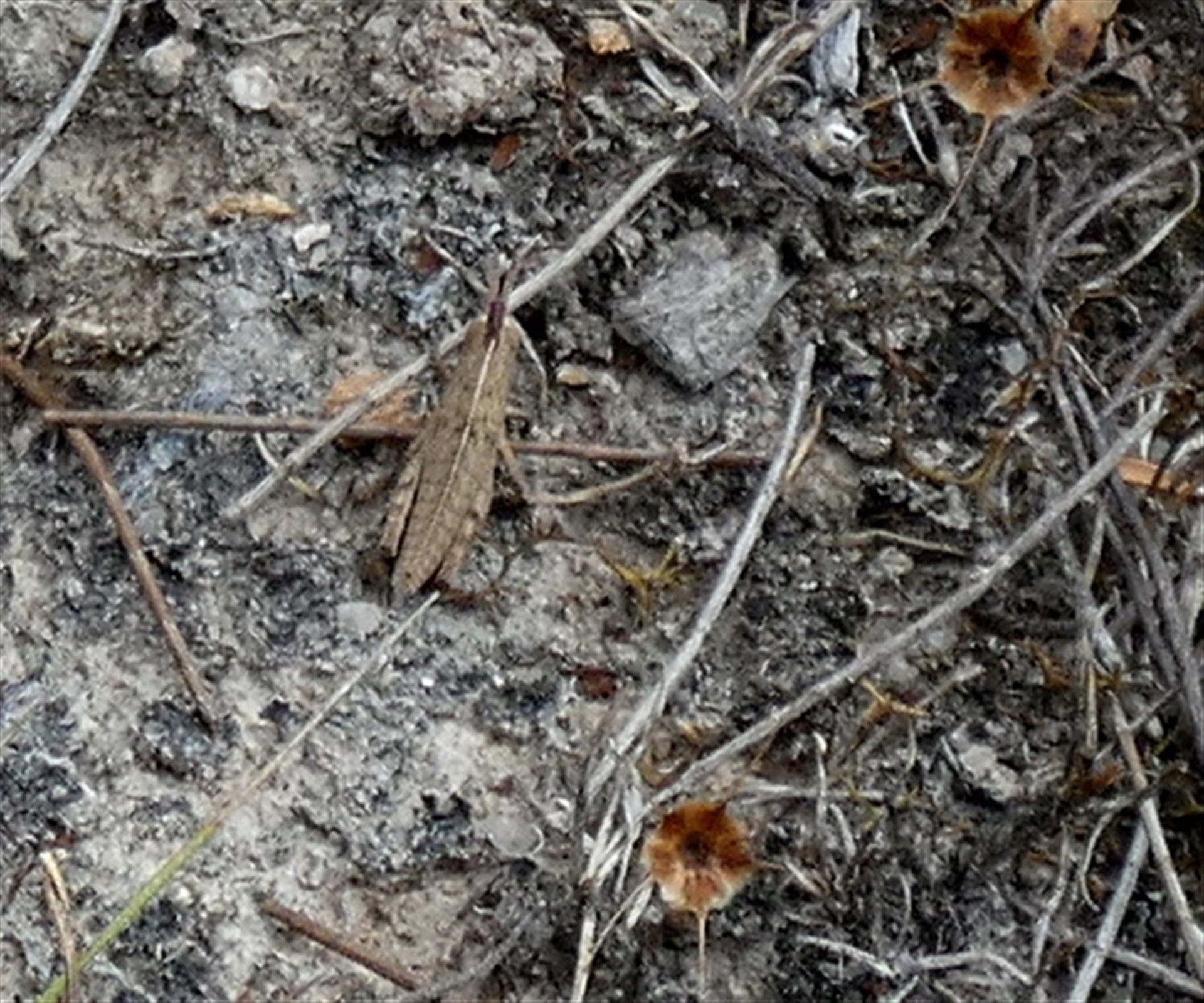 Goniaea sp. (genus) at Boro, NSW - suppressed