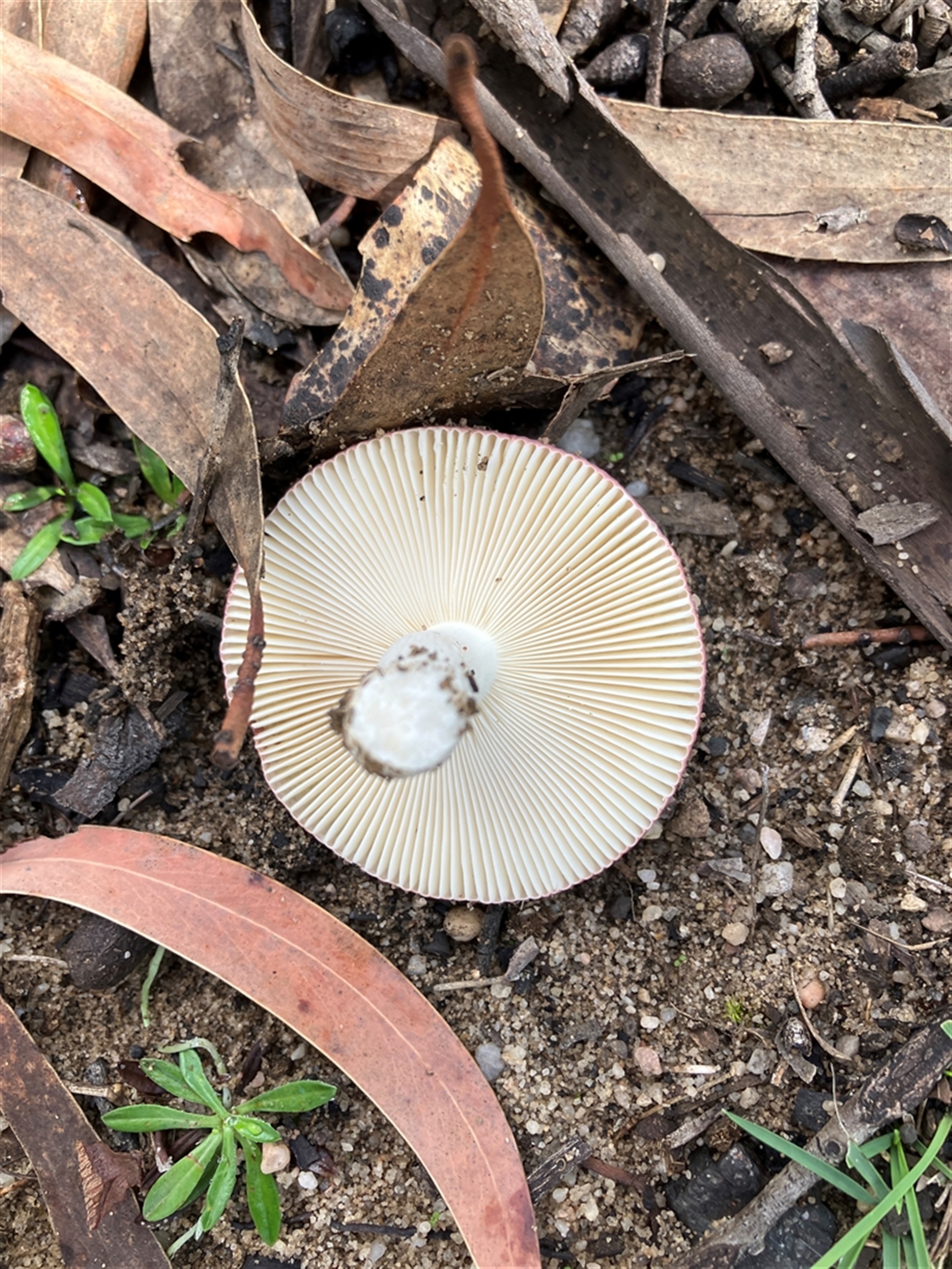 Russula 'purpureoflava group' at Canyonleigh, NSW - 21 Mar 2026 10:10 AM