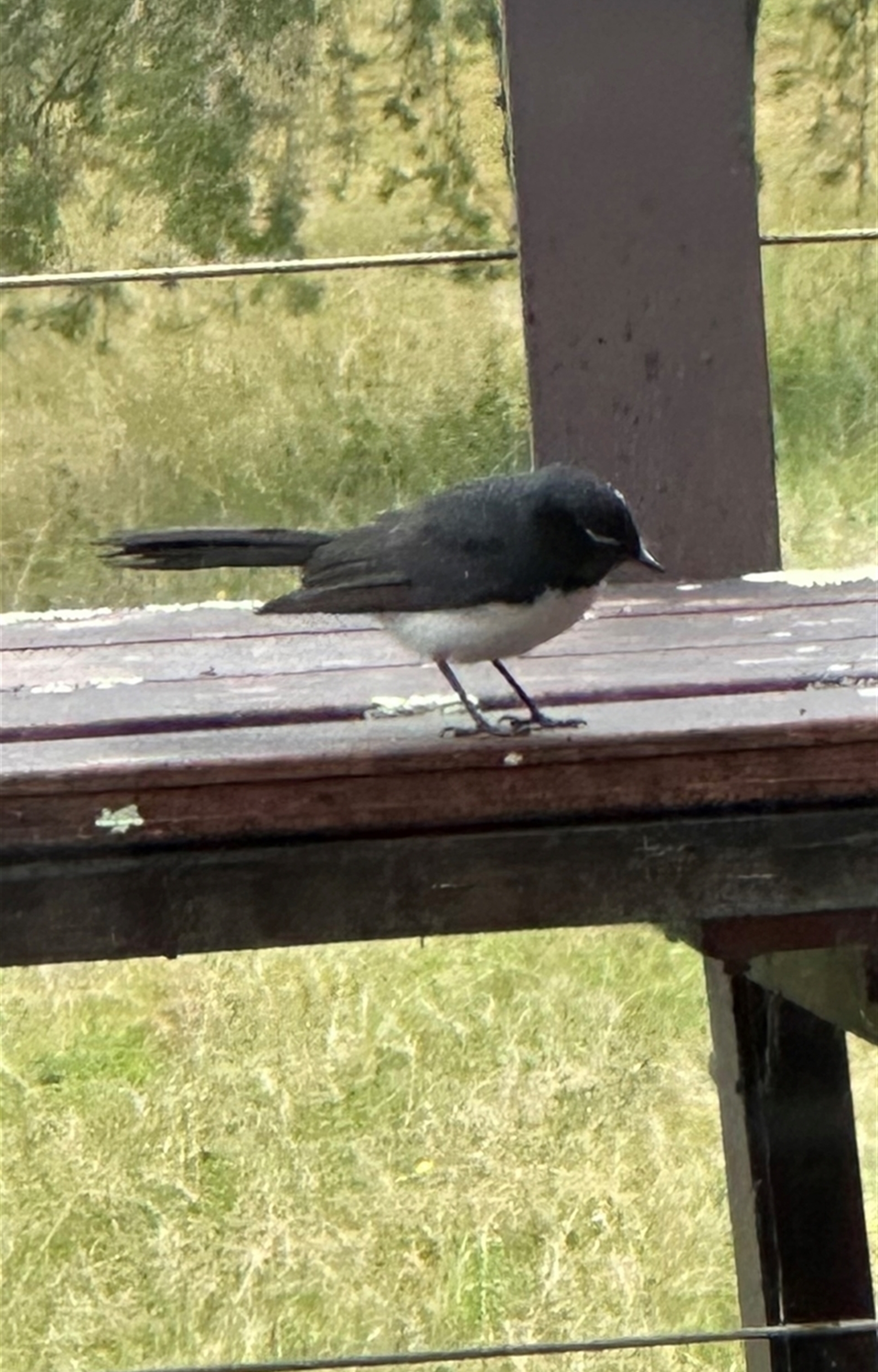 Rhipidura leucophrys at Kangaroo Valley, NSW - Yesterday 08:32 AM