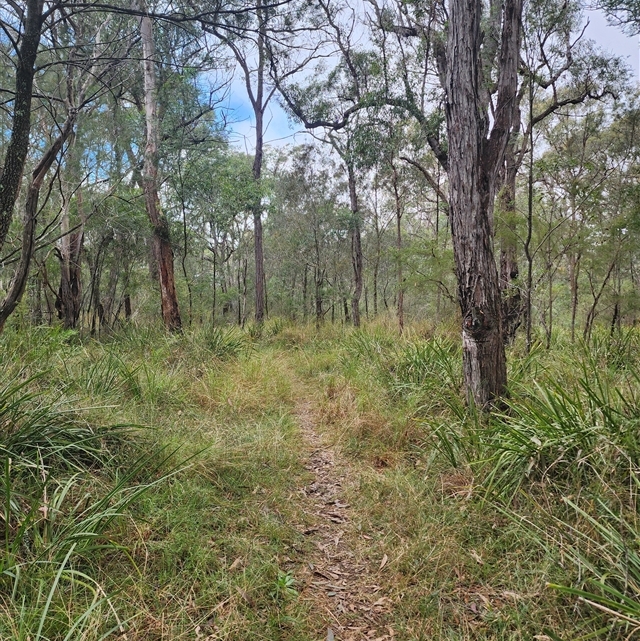LinGordonReserveThirlmere